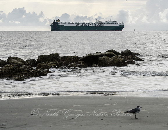 Tybee Island inlet