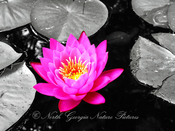 Water Lilly - "Show Off"