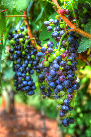 Vineyard Grapes - "Toned Harvest"